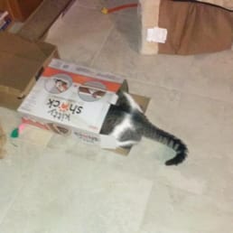 Photo of Lovett's Lovin Pet & Home Care - Naples, FL, United States. Forget the toy, he wants the box!