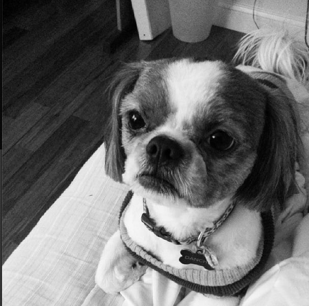 PetSmart