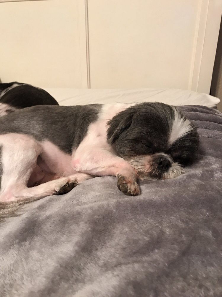 pink poodle converse