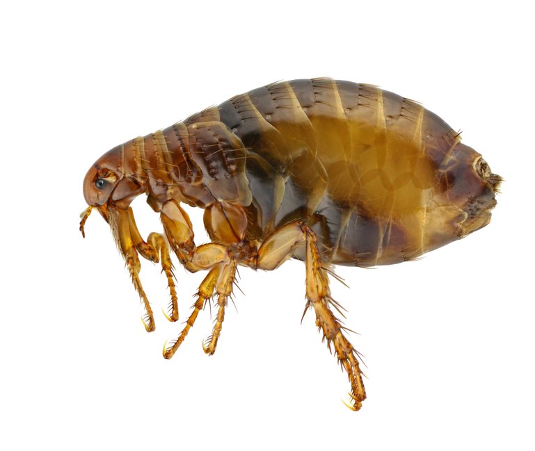 A3 Superior Pest Control
