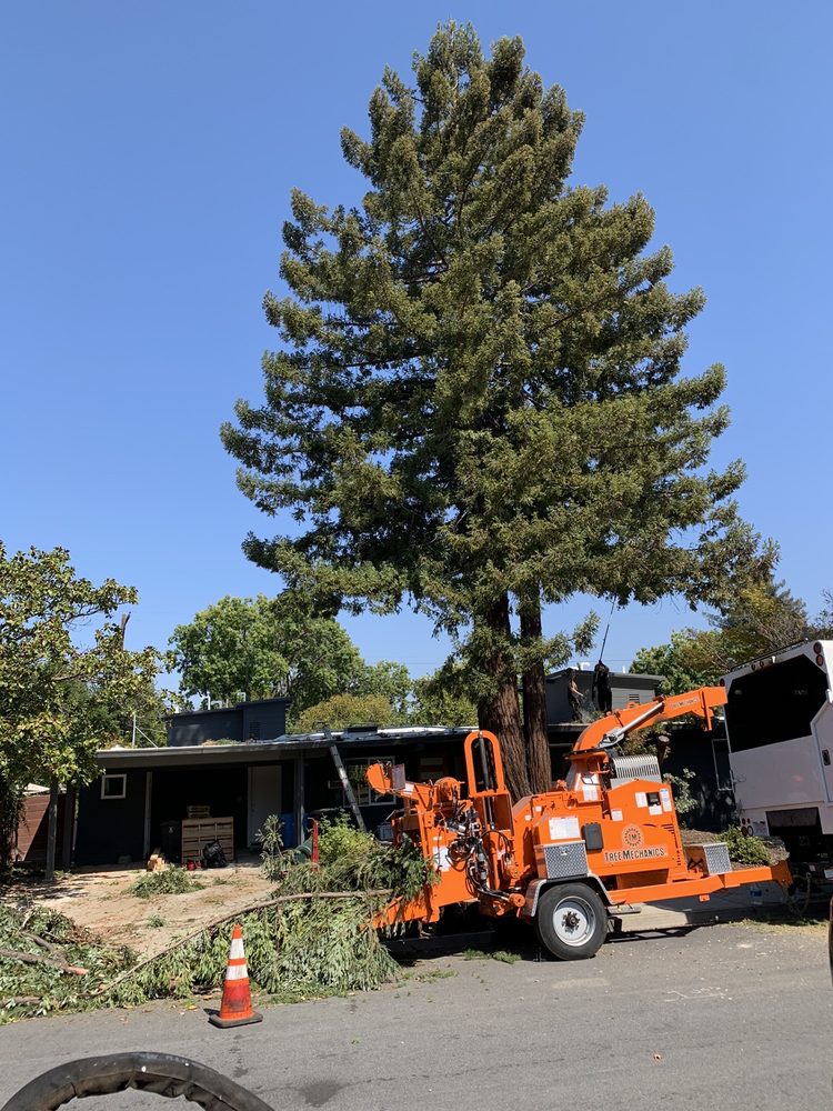 Tree Mechanics