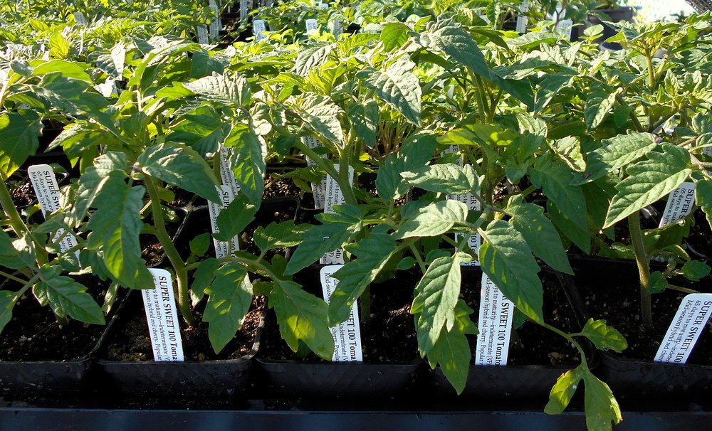 Kassenhoff Growers