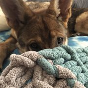 Critters Corner Pet Training 110 Wallace Rd New Smyrna Dog Dayz Inn