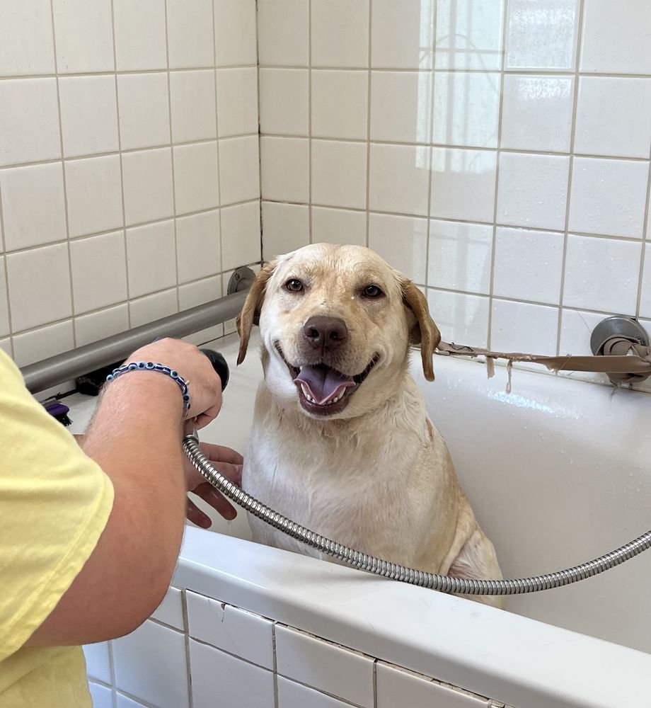 Oasis Pet Spa