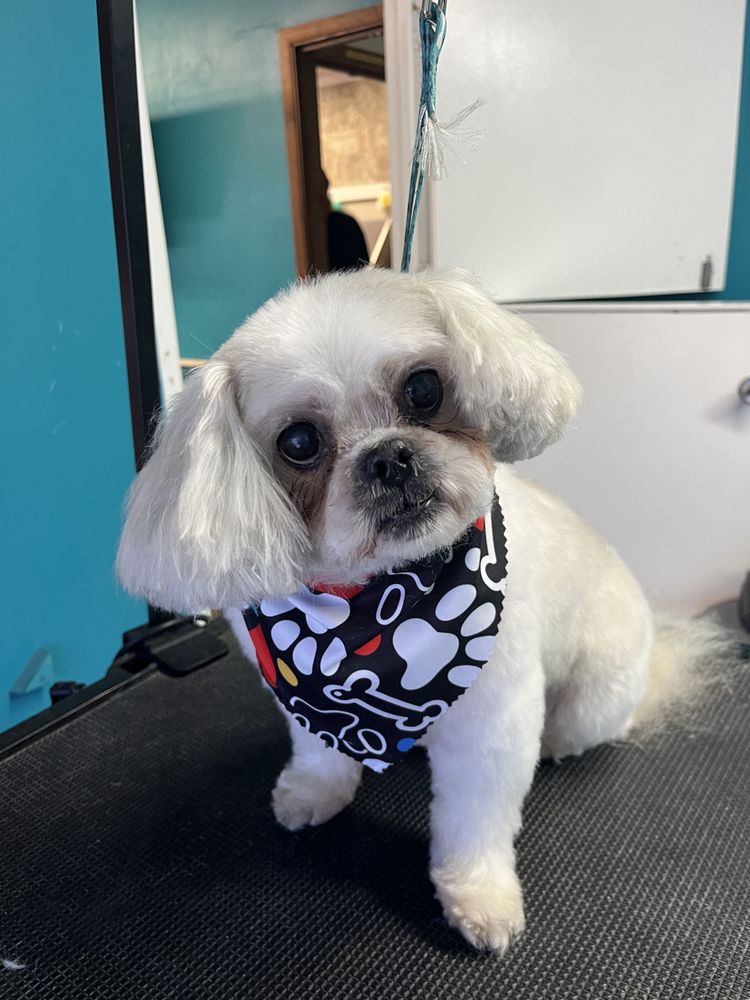 Montana’s Dog Grooming and Spa