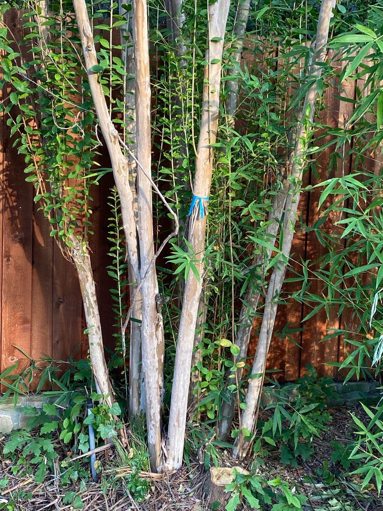 Hallmark Tree Solutions