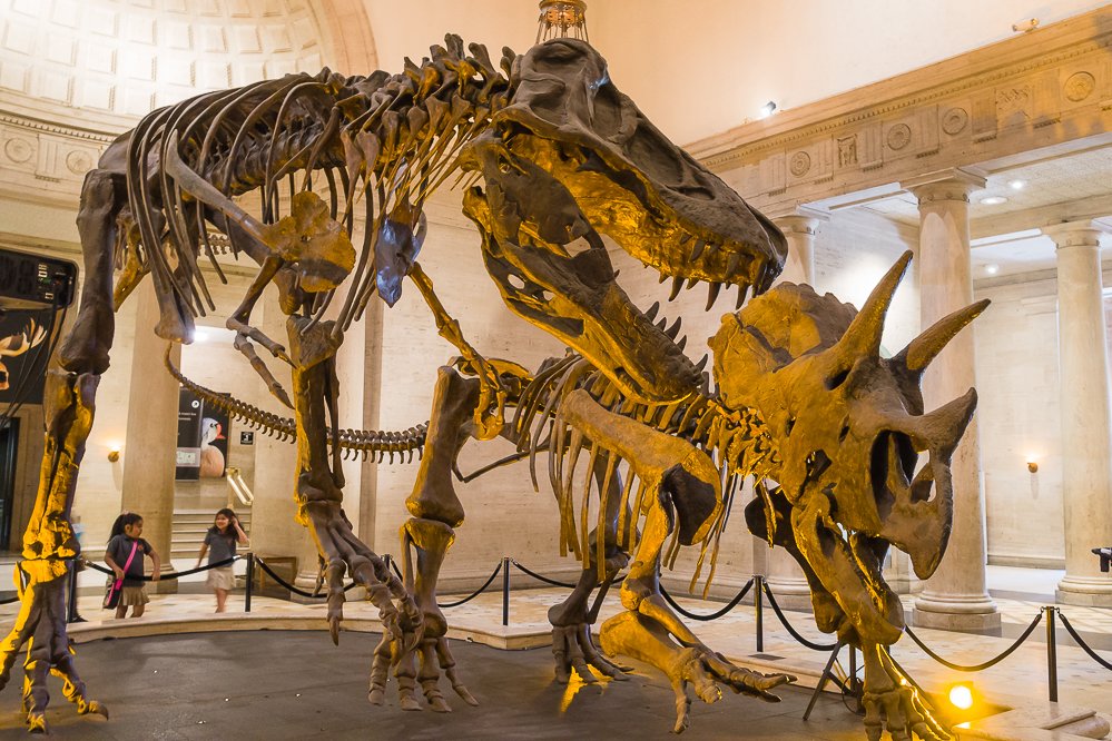 Photos for Natural History Museum - Yelp