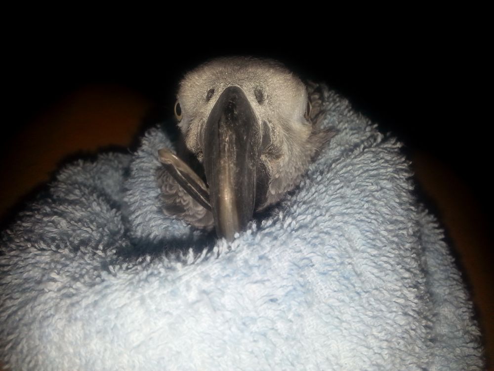 Mobile Bird Grooming