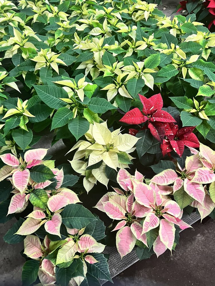 Tanzillo's Greenhouses
