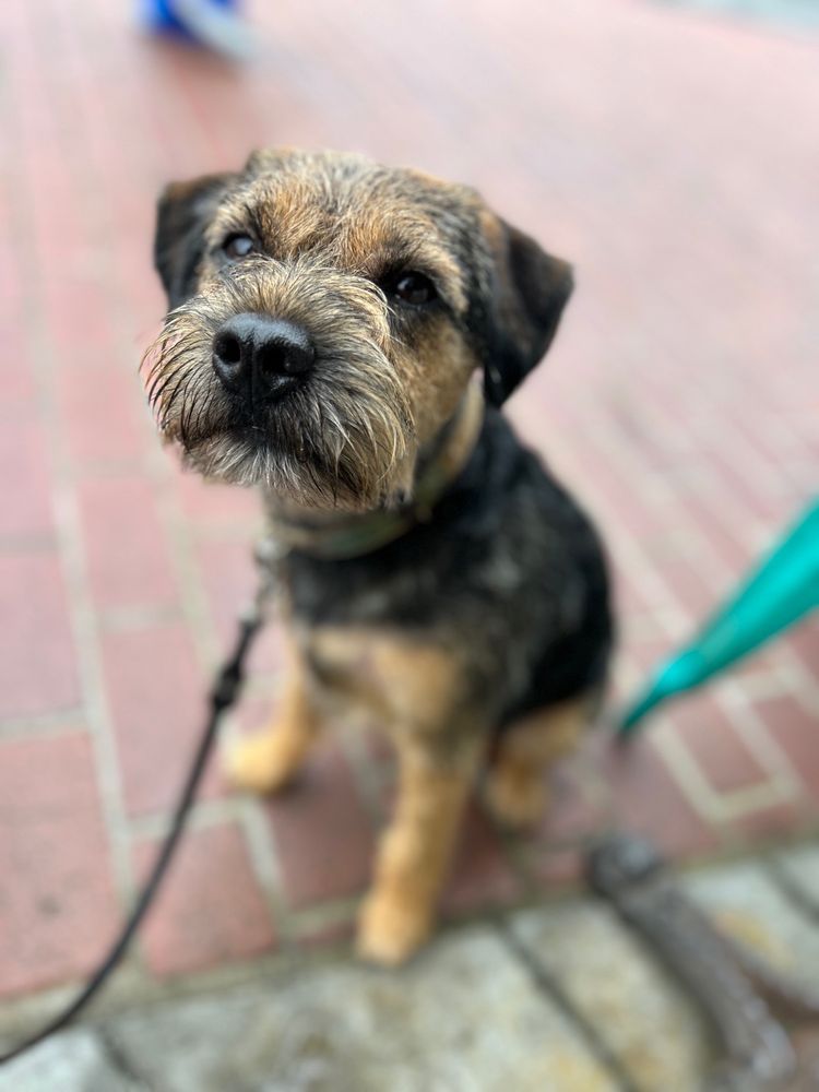 The doodle