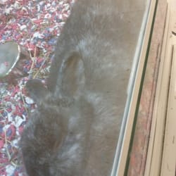 petsmart 11 reviews pet