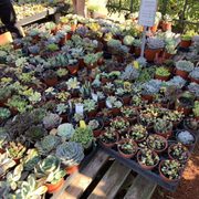 Hashimoto Nursery 133 Photos 106 Reviews Nurseries Gardening Photo Of Hashimoto Nursery Los Angeles Ca United States