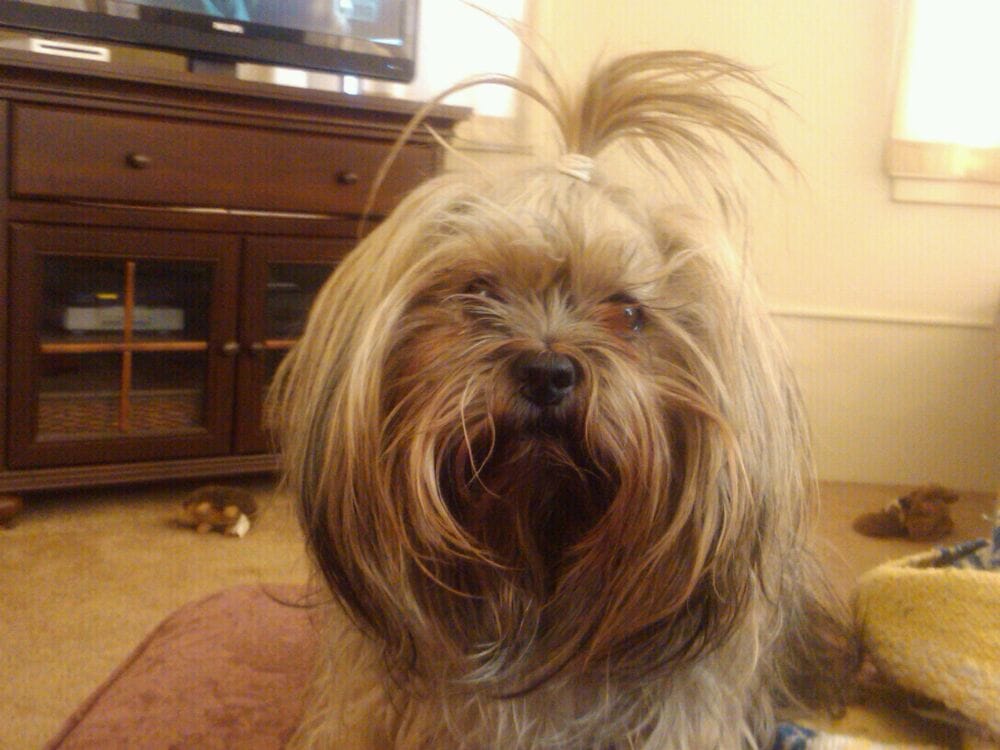 R C Kennels Pet Stores 12344 Kennel Dr, Junction City, KS Phone