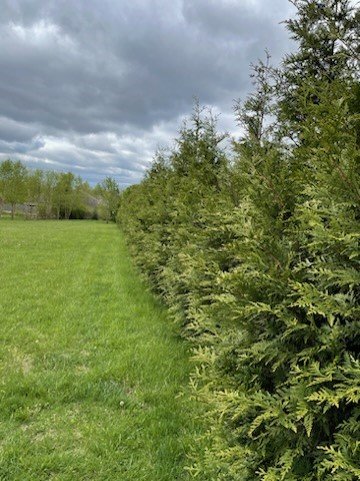 Musser Forests