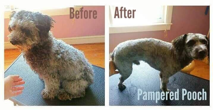 Pampered Pooch