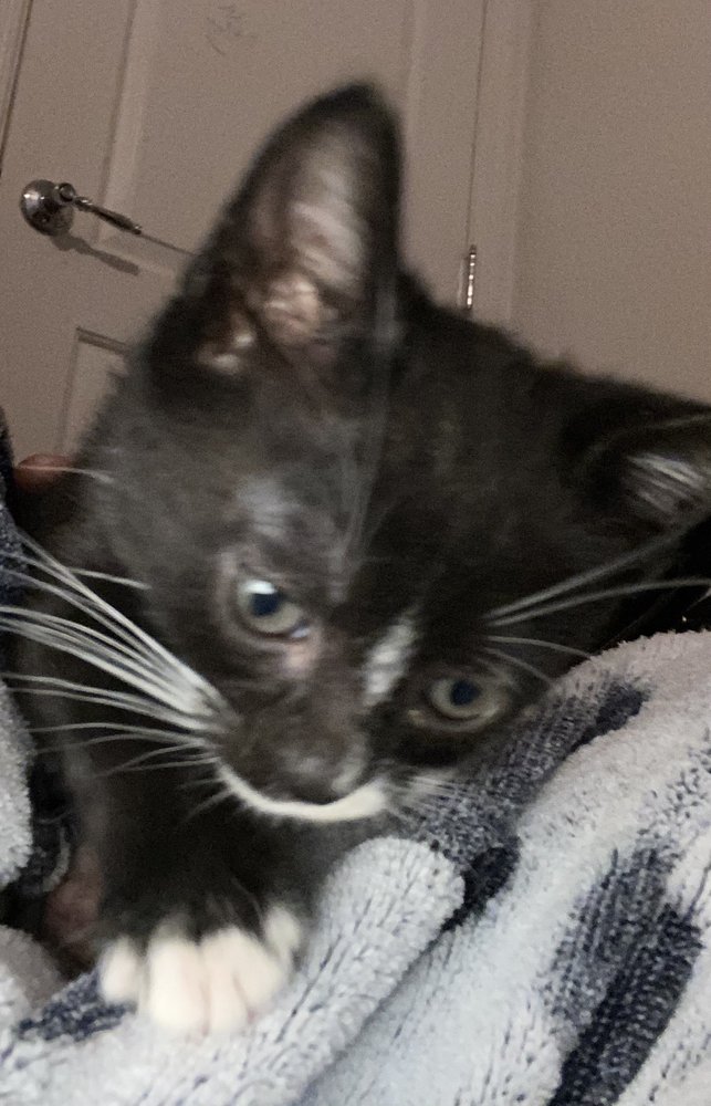 image of business Oscar