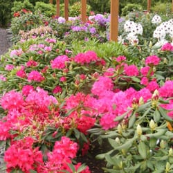 Home Grown Gardens Nursery Nurseries Gardening 4845 Se 3rd Photo Of Home Grown Gardens Nursery Corvallis Or United States Check Out