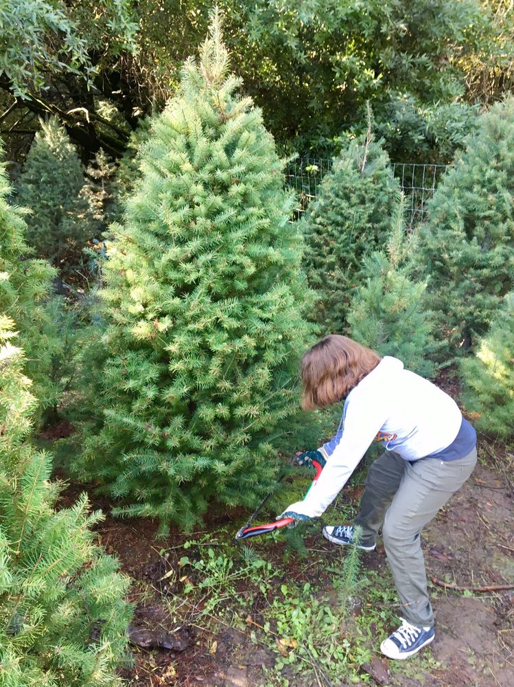 castro valley christmas tree farm 11 photos 30 reviews castro valley christmas tree farm 11 photos 30 reviews