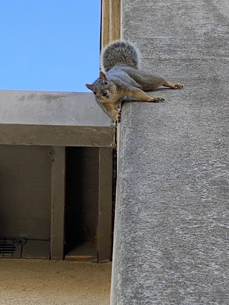 Thomas Wildlife Control