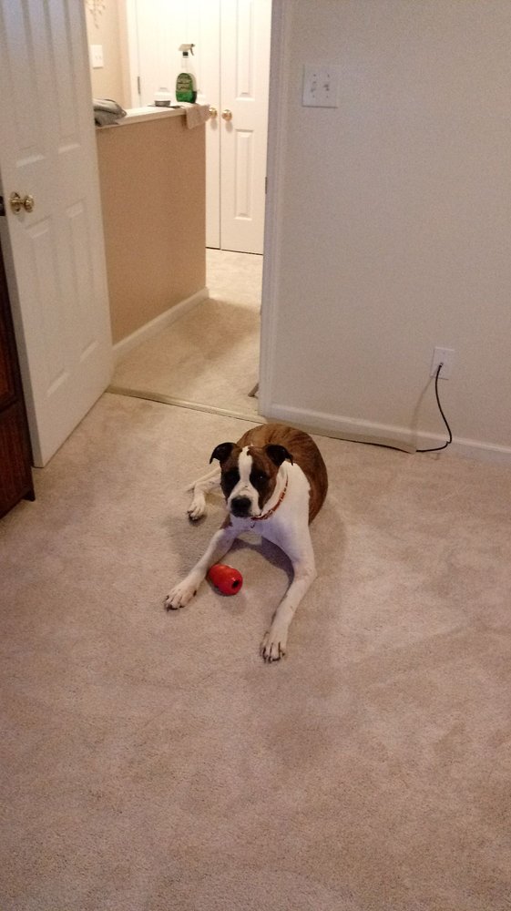 My Foster Dog Scarr And I Both Love Our New Carpet From Usa