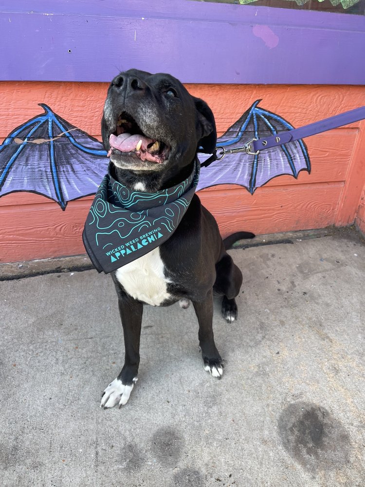 Patton Avenue Pet Company Image