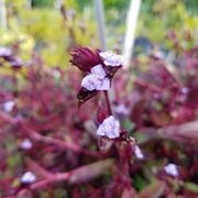 Santa Barbara Nursery Nurseries Gardening 20425 Sw 177th Ave