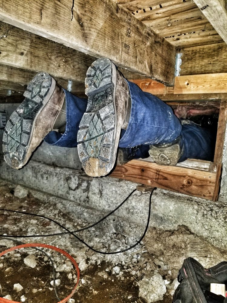 Beeline Pest Services