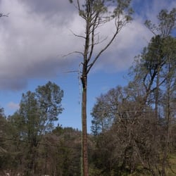 Photo of Black Oak Tree Service - Middletown, CA, United States. Tree Work Tree Service Middletown Tree Service Middletown Photo of Black Oak Tree Service - Middletown, CA, United States. Tree Work
