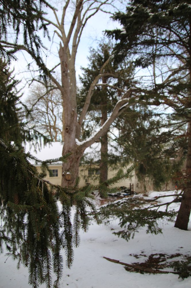 Tree Wise Guys