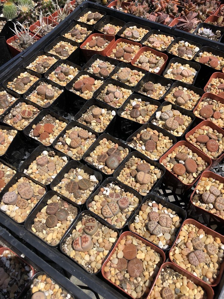 Lakewood Nursery 67 Photos & 79 Reviews Nurseries & Gardening