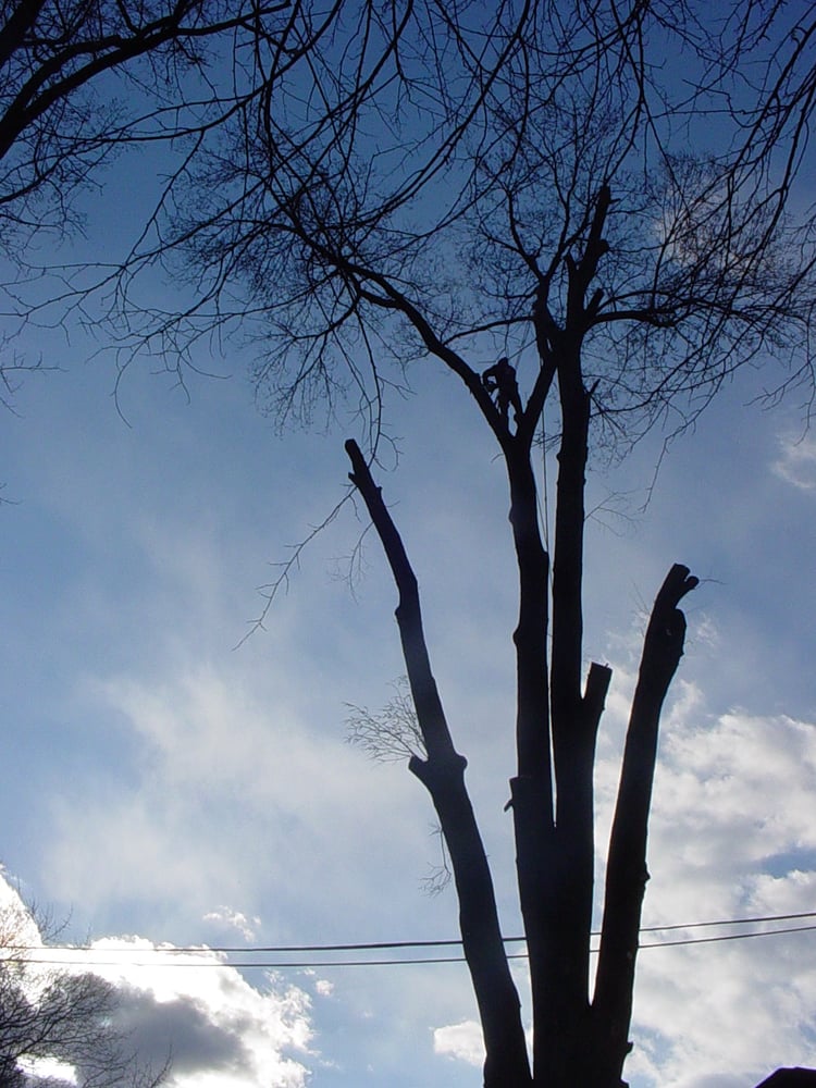 Blacks Tree and Landscape