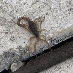 X Out Reviews >> X Out Pest Services 16 Photos 18 Reviews Pest Control 6306 X Out Reviews >> X Out Pest Services 16 Photos 18 Reviews Pest Control 6306