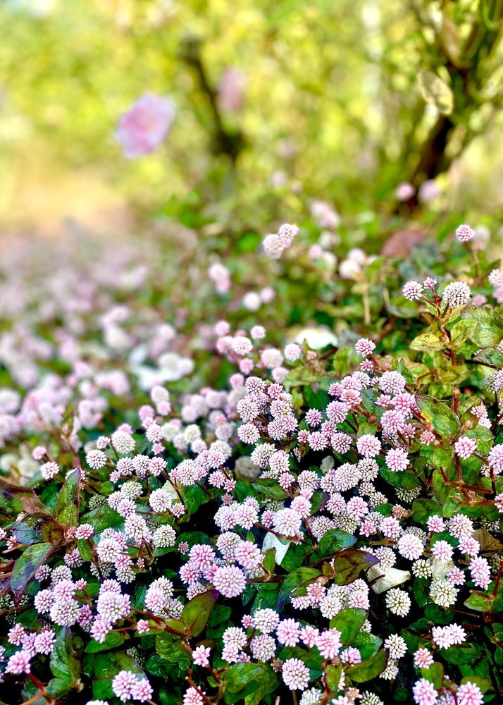 Los Angeles County Arboretum and Botanic Garden