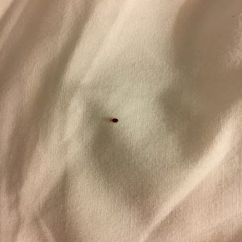 Laguardia Plaza Hotel Bed Bugs Laguardia Plaza Hotel Bed Bugs