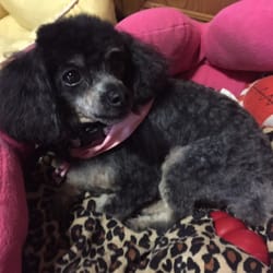 Dog S Day Inn 21 Photos 27 Reviews Pet Training 1771 Photo Of Dog S Day Inn Katy Tx United States Right After She