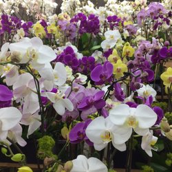 Choi Orchid 23 Photos 13 Reviews Nurseries Gardening 822 Photo Of Choi Orchid Los Angeles Ca United States They Had A