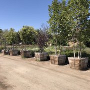 Macias Nursery 2019 All You Need To Know Before Go With