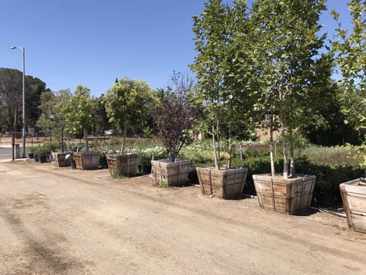 Macias Nursery 15594 Bledsoe St Sylmar Ca Nurseries Mapquest