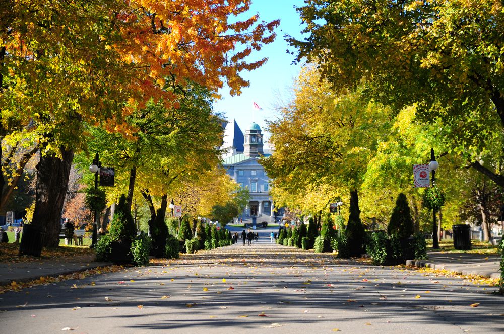 Université McGill