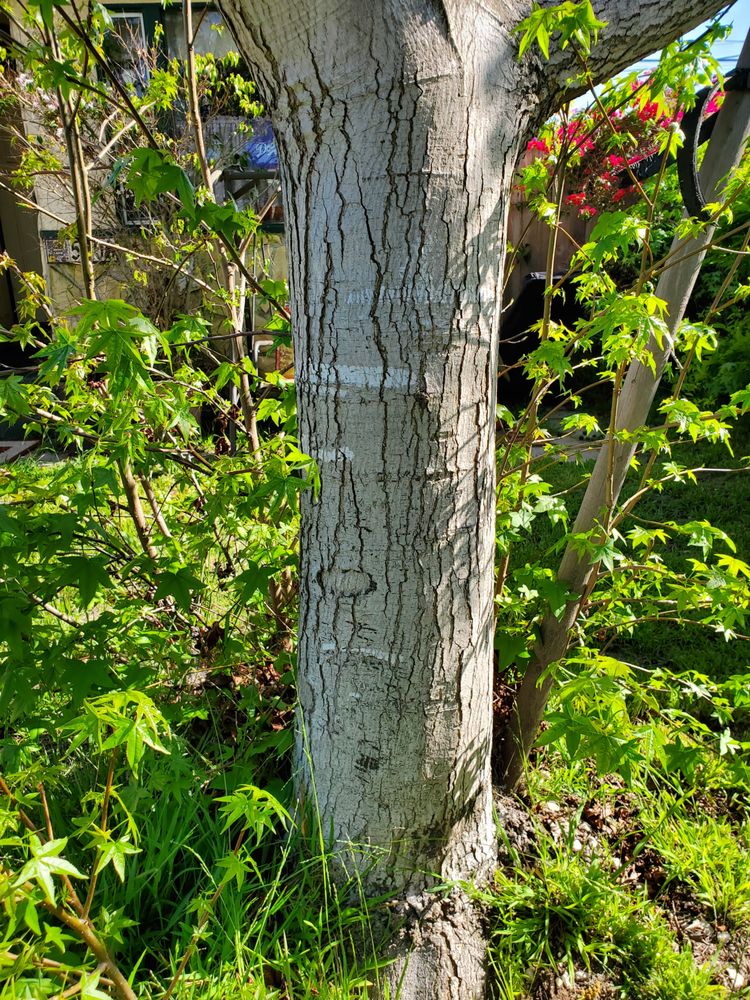 Tree Care By Gibson