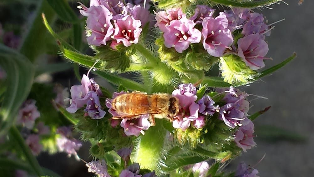 Photos for WPA Rock Garden - Yelp