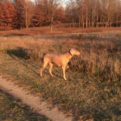 lake orion dog park lake orion dog park