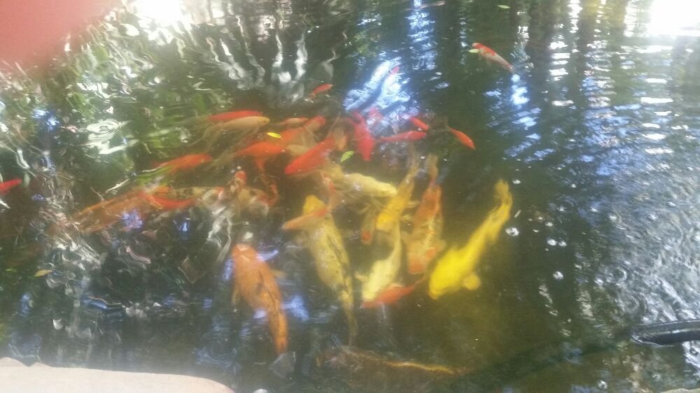 Mid Valley Landscape and Pond Creations
