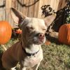 The Wet Nose House gift card