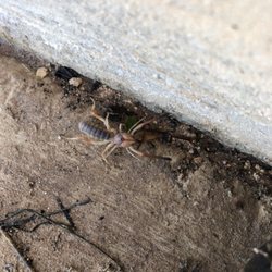 X Out Reviews >> X Out Pest Services 16 Photos 19 Reviews Pest Control X Out Reviews >> X Out Pest Services 16 Photos 19 Reviews Pest Control
