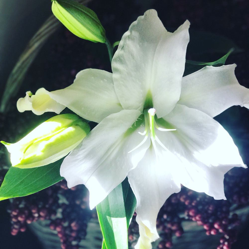 Tilted Tulip Florist 35 Photos Florists 3760 Southside Dr