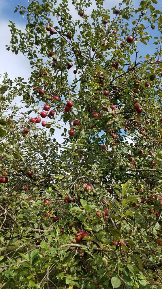 enterprise apples sweet and not as crisp as the goldrush yelp enterprise apples