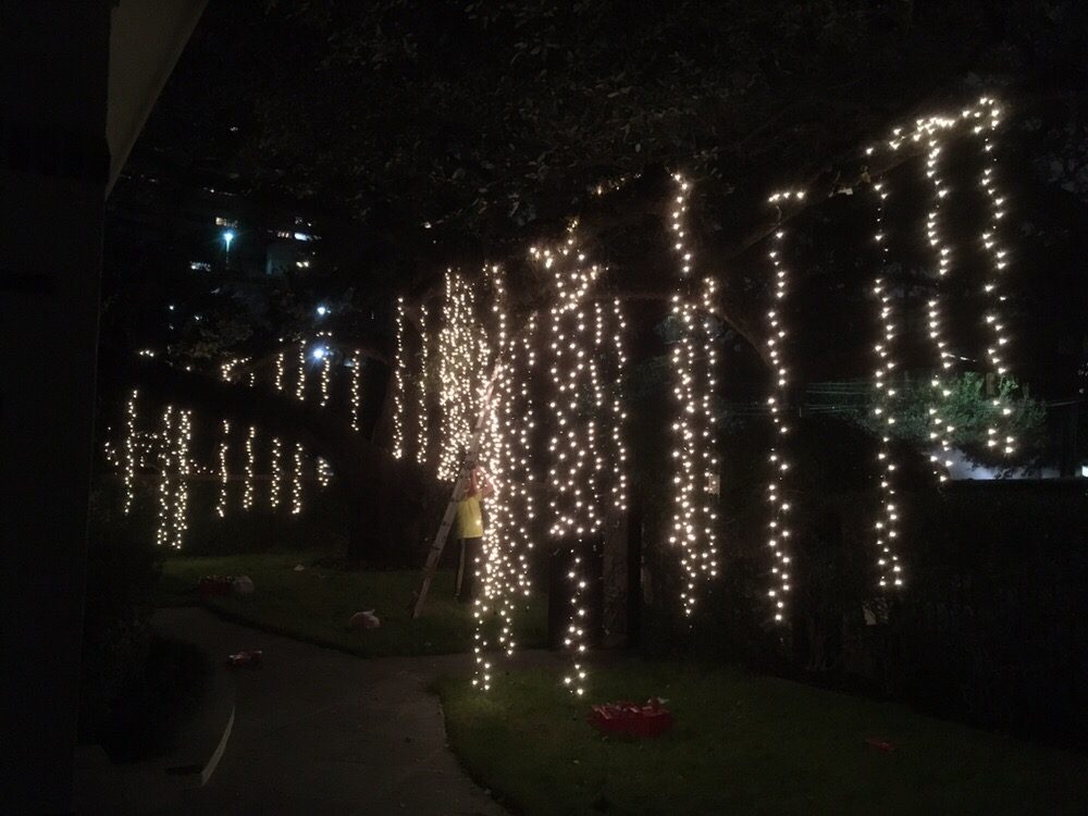Oak Tree With Hanging Strands Yelp Photo Of Lights And Decore Houston Tx United States