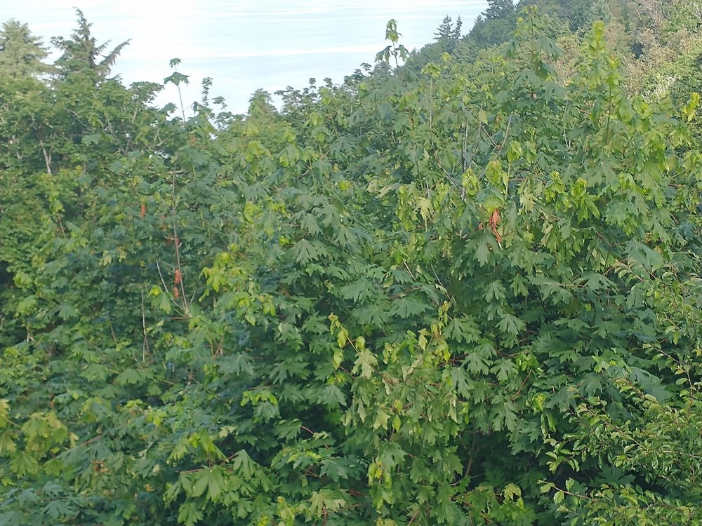 Davis & Sons Tree Service