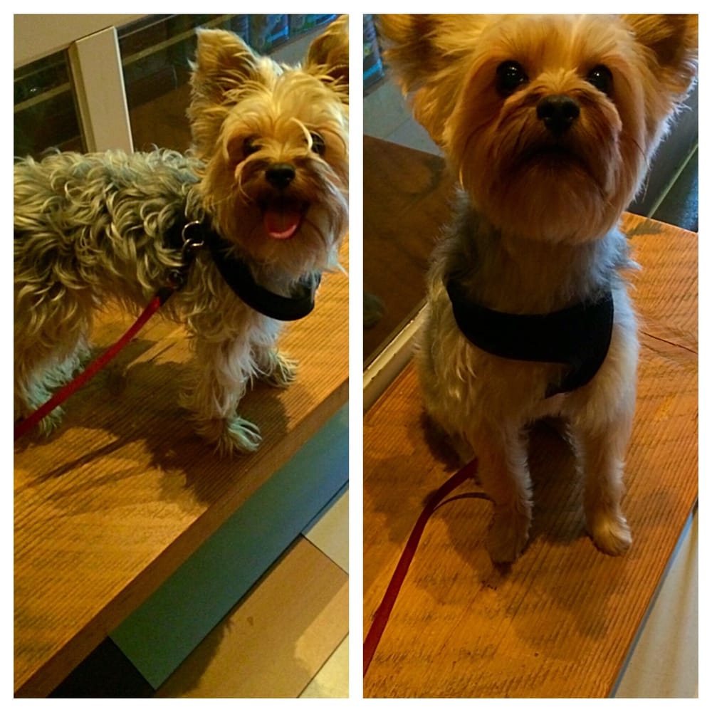 Walter’s Pet Styles 32 Photos & 80 Reviews Pet Groomers 201C E